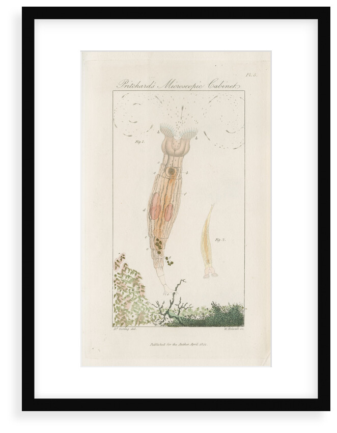 Freshwater rotifer by William Kelsall