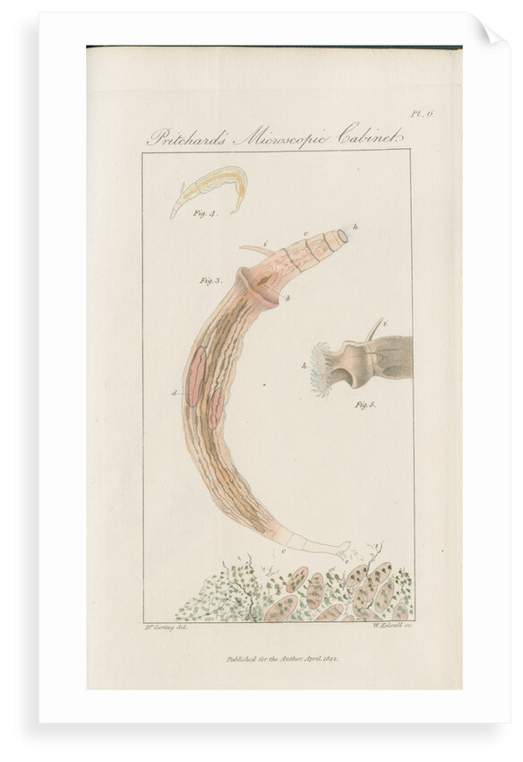 Freshwater rotifer by William Kelsall