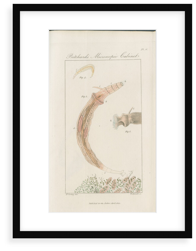 Freshwater rotifer by William Kelsall