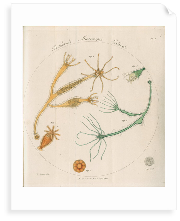 Freshwater hydra by William Kelsall