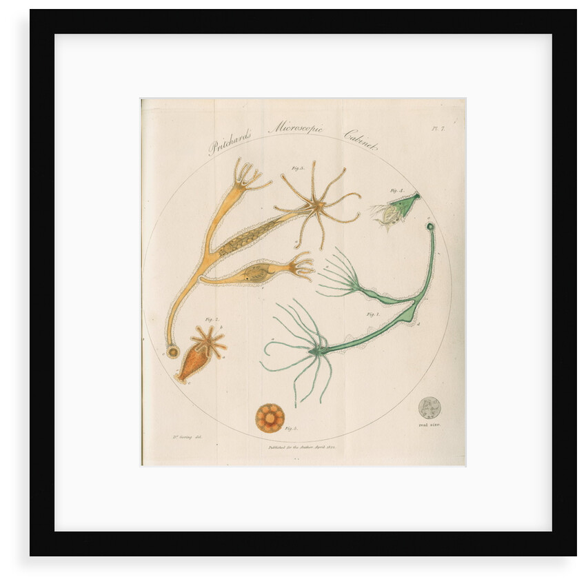Freshwater hydra by William Kelsall