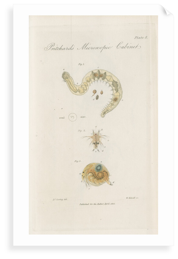Freshwater insects by William Kelsall