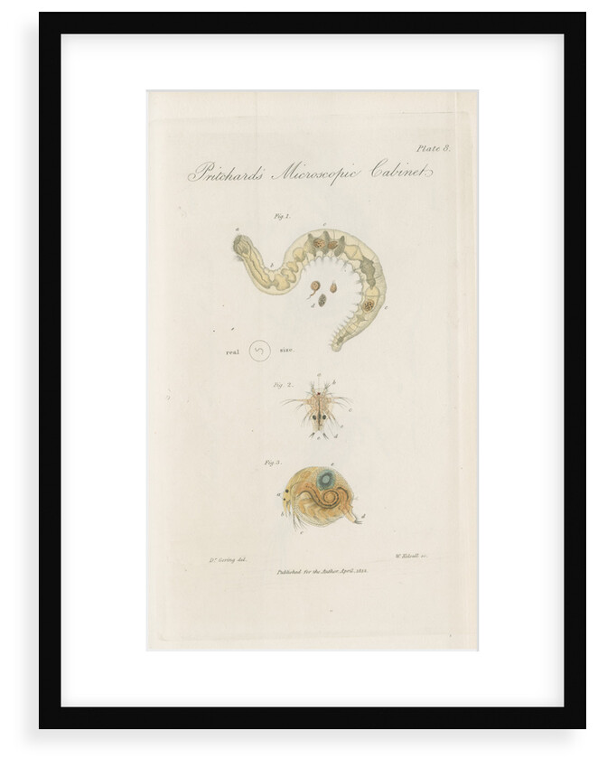 Freshwater insects by William Kelsall