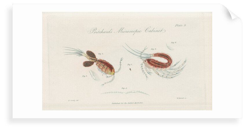 Water fleas by William Kelsall