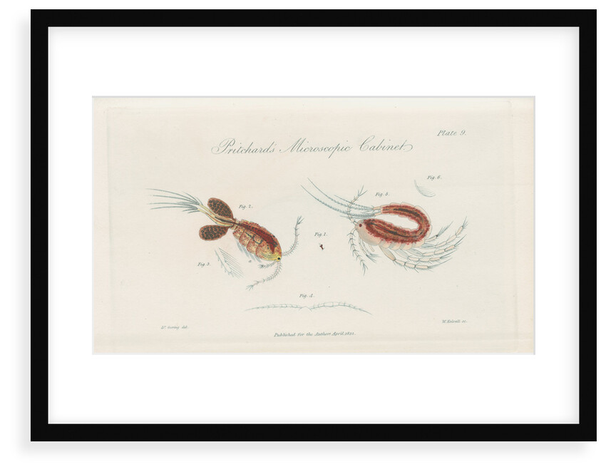 Water fleas by William Kelsall