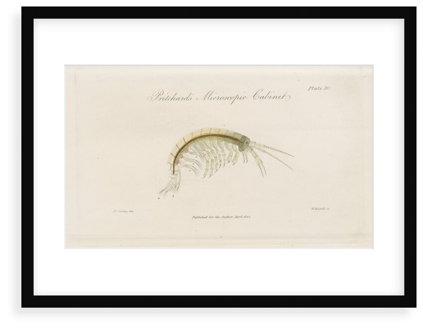 Freshwater shrimp by William Kelsall