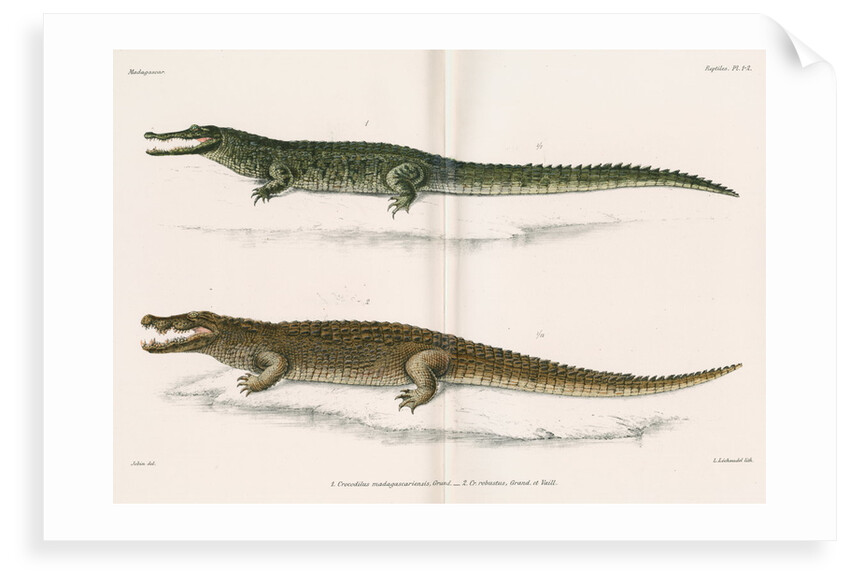 Madagascan crocodiles by Louis LÃ©chaudel