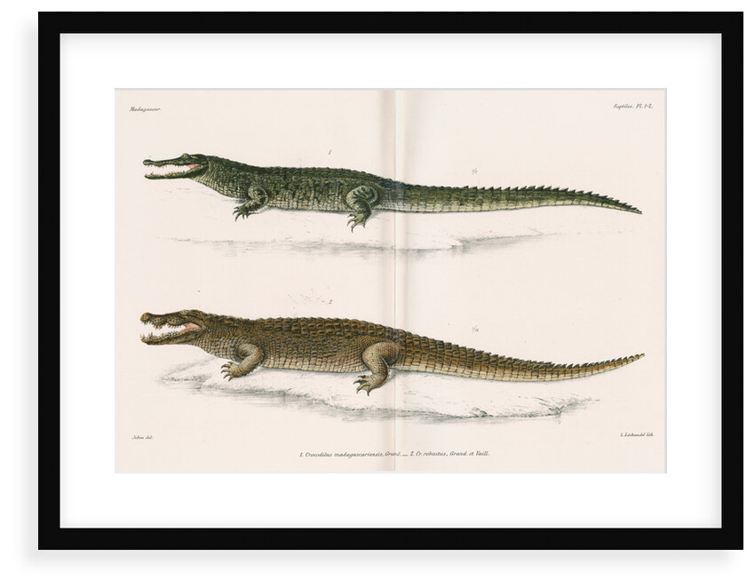 Madagascan crocodiles by Louis LÃ©chaudel