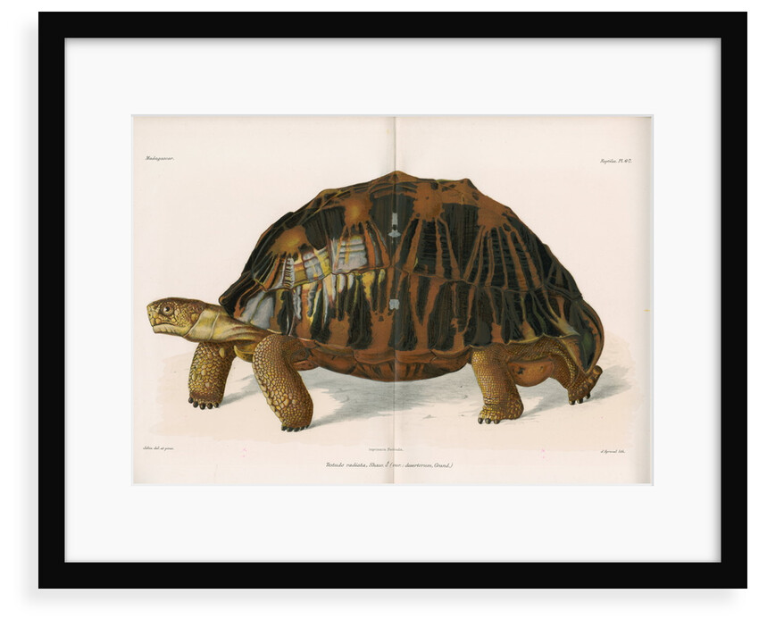 Radiated tortoise by AndrÃ© Revillon d'Apreval