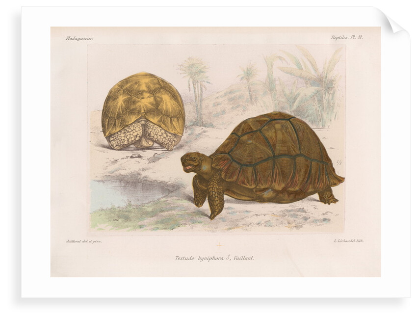 Angonoka tortoise by Louis LÃ©chaudel