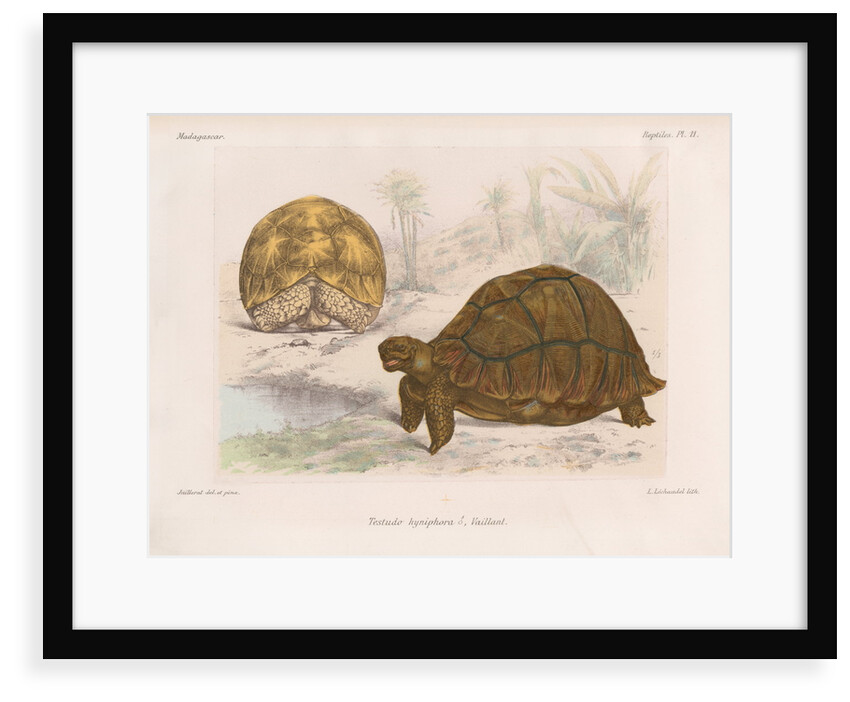 Angonoka tortoise by Louis LÃ©chaudel