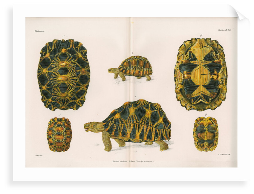 Radiated tortoise by Louis LÃ©chaudel