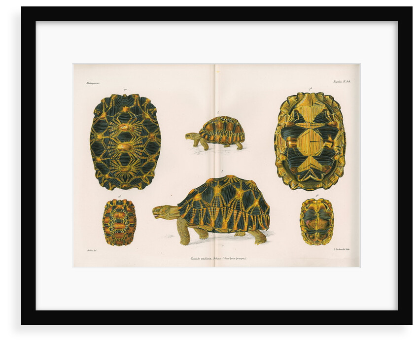Radiated tortoise by Louis LÃ©chaudel