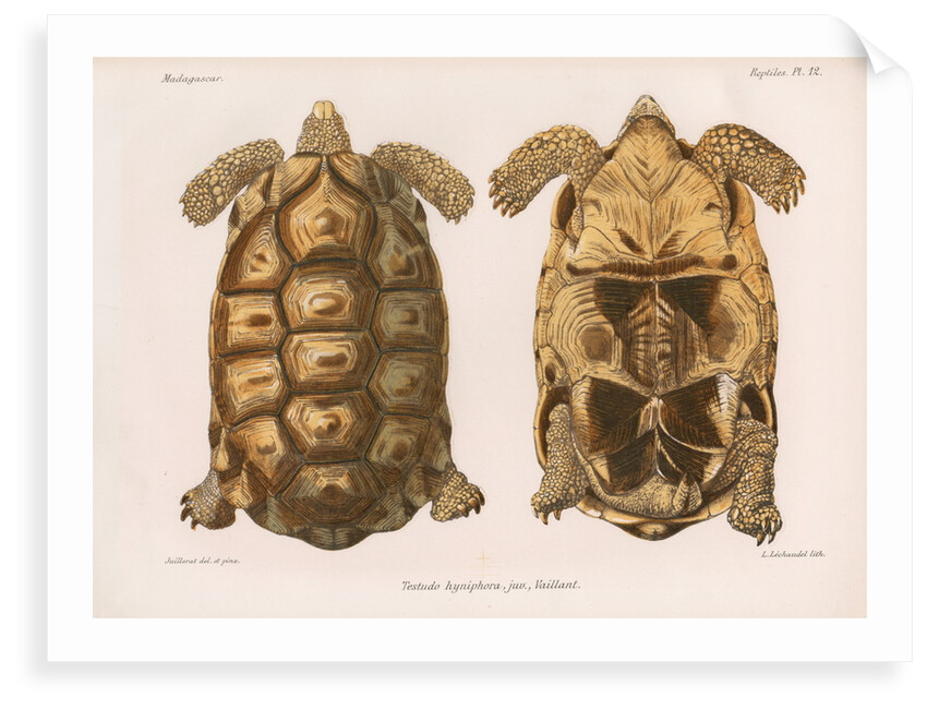 Angonoka tortoise by Louis LÃ©chaudel