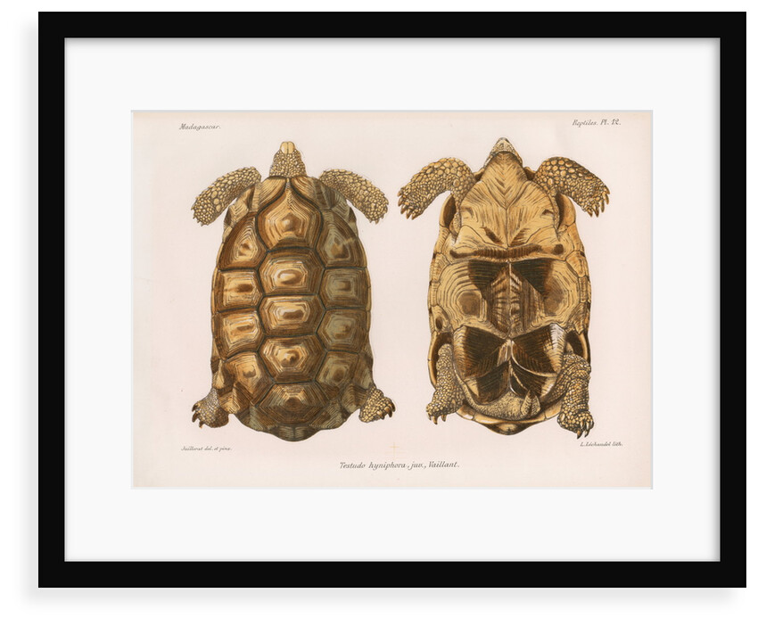 Angonoka tortoise by Louis LÃ©chaudel