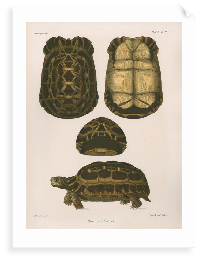 Spider tortoise by Ã‰tienne Alexandre Arnould Locard