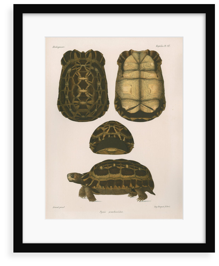 Spider tortoise by Ã‰tienne Alexandre Arnould Locard
