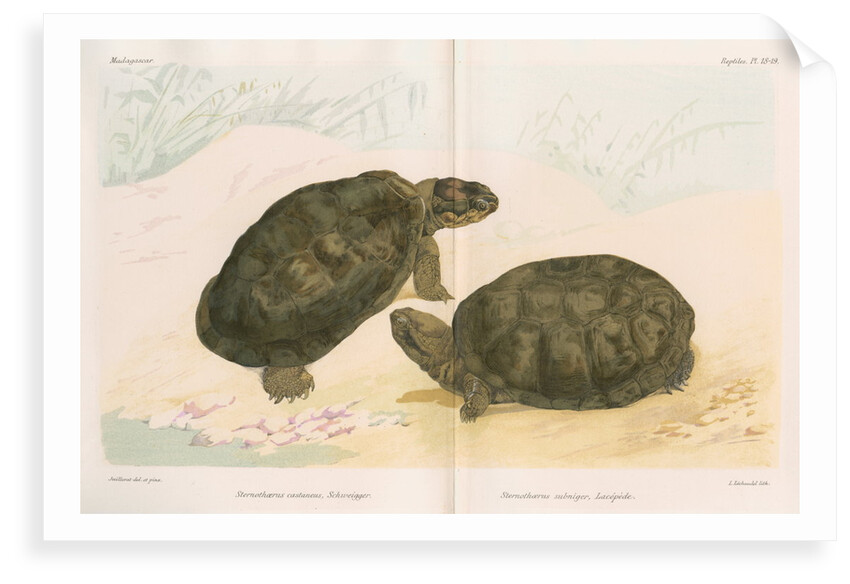 African mud turtles by Louis LÃ©chaudel