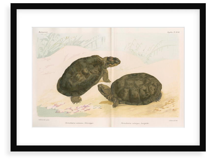 African mud turtles by Louis LÃ©chaudel