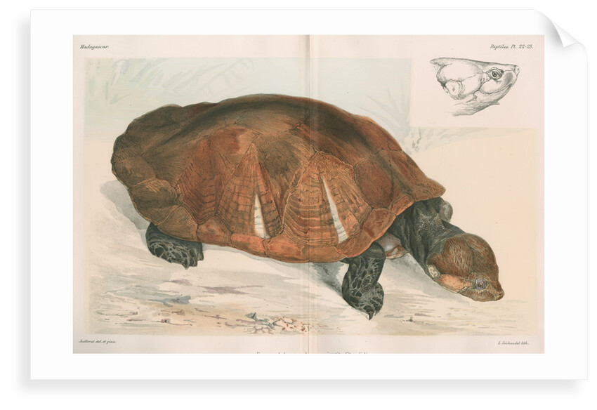 Madagascan big-headed turtle by Louis LÃ©chaudel