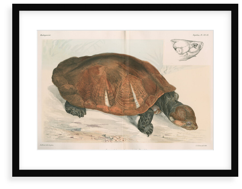 Madagascan big-headed turtle by Louis LÃ©chaudel