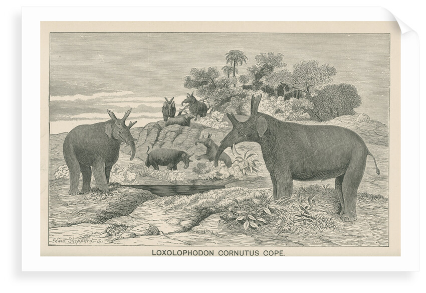 â€˜Loxolophodon cornutusâ€™ by Edwin Sheppard