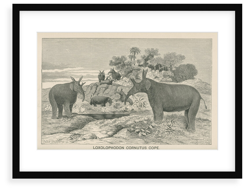 â€˜Loxolophodon cornutusâ€™ by Edwin Sheppard