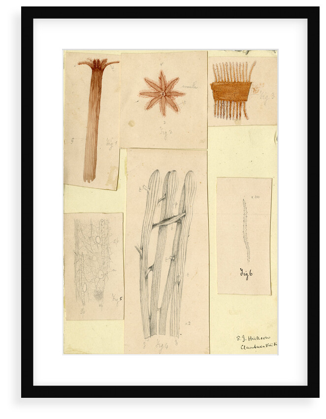 â€˜Clavularia viridisâ€™ by Sydney John Hickson
