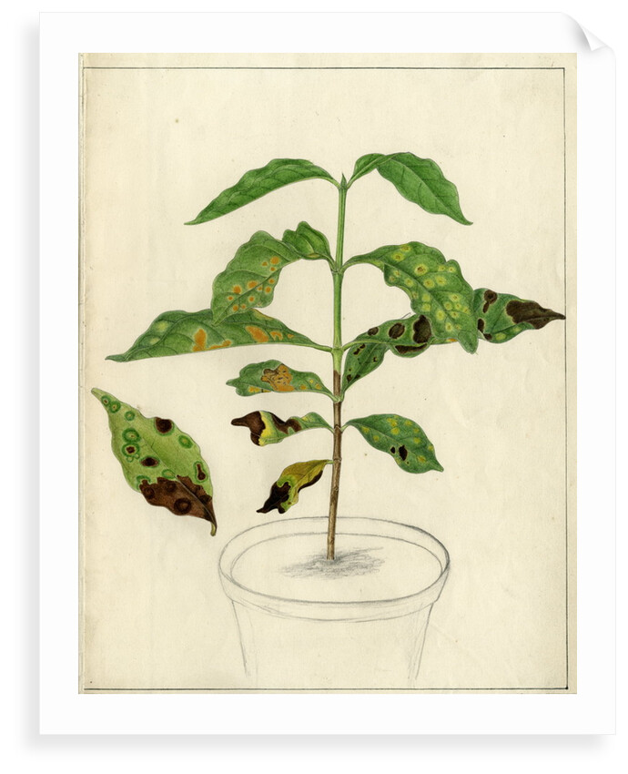 Disease spots by Harry Marshall Ward