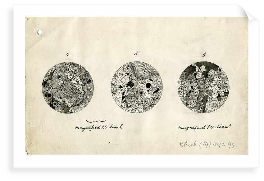 Sections of meteorite by George Henry Frederick Ulrich
