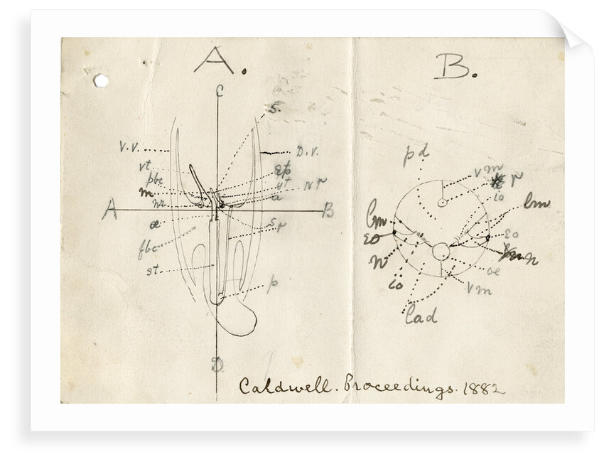 Structure of the Horseshoe worm by William Hay Caldwell