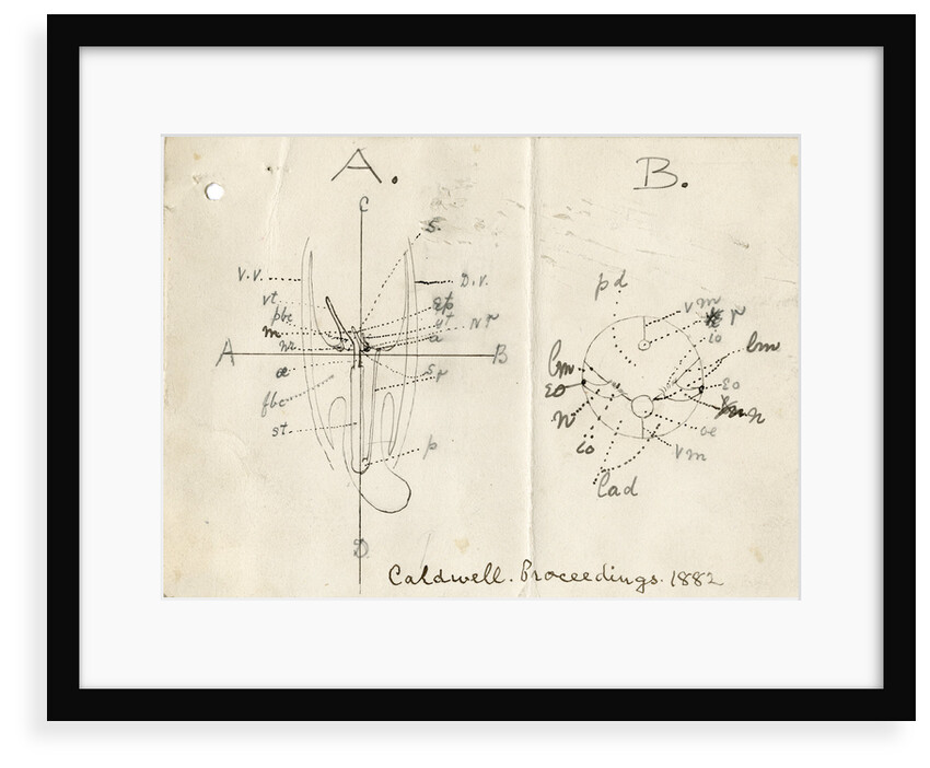 Structure of the Horseshoe worm by William Hay Caldwell
