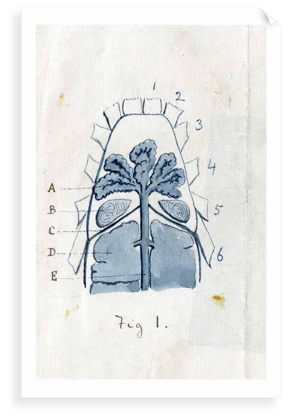 Coxal glands of the scorpion by Edwin Ray Lankester
