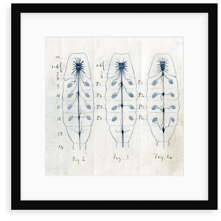 Ganglia and nerves of scorpions by Edwin Ray Lankester