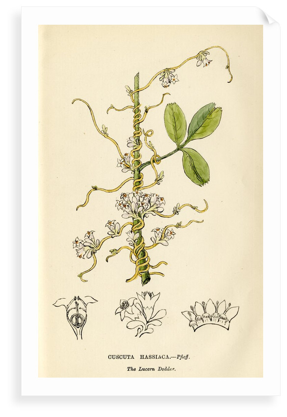 Lucerne dodder by John Frederick Crouch