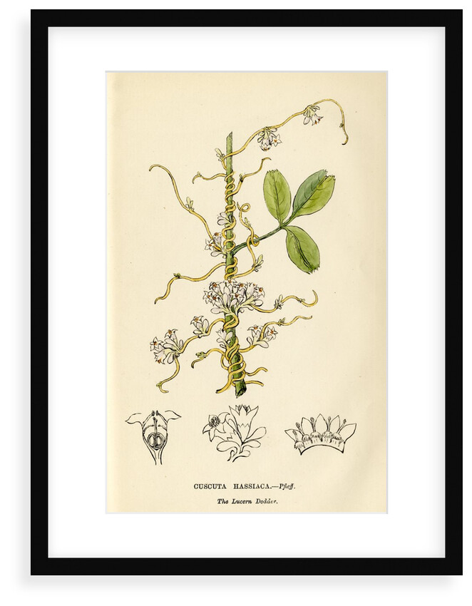 Lucerne dodder by John Frederick Crouch