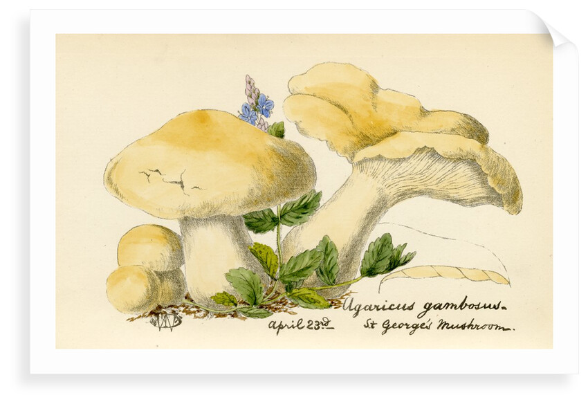 St. George's mushroom by Unknown
