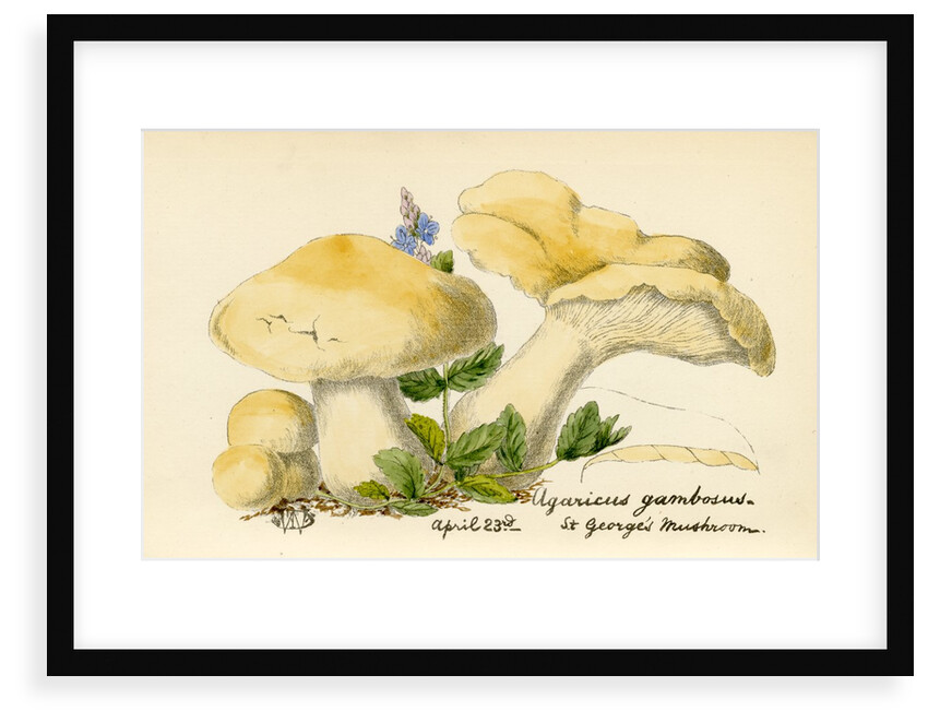 St. George's mushroom by Unknown
