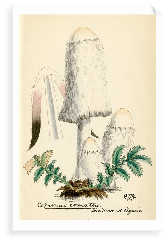 Shaggy ink cap by Unknown