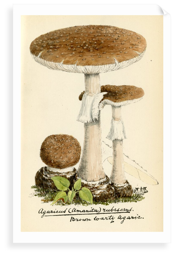 Blusher mushroom by Unknown