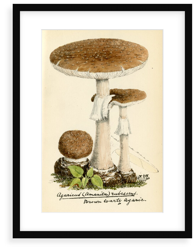Blusher mushroom by Unknown