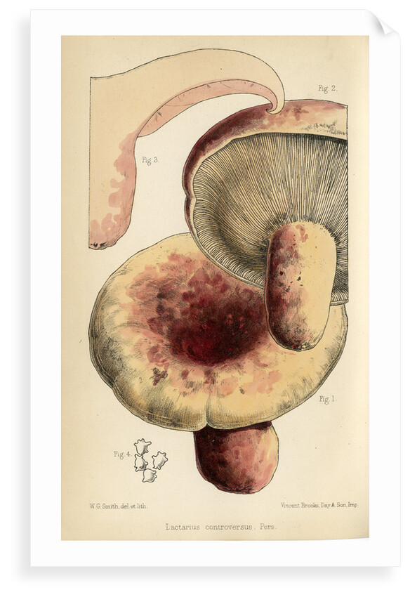 Milk cap mushroom by Worthington George Smith