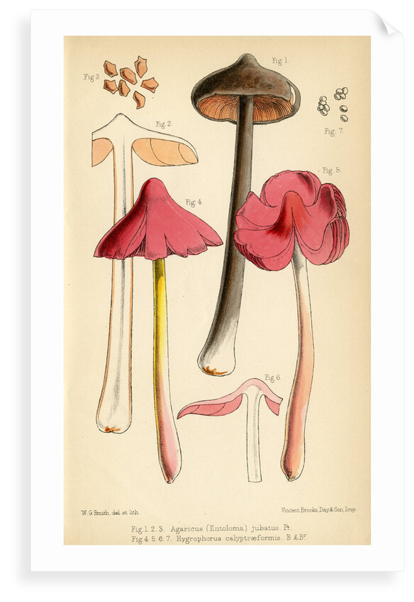 Sepia pinkgill and Pink waxcap mushrooms by Worthington George Smith