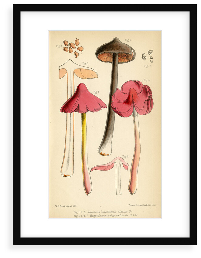 Sepia pinkgill and Pink waxcap mushrooms by Worthington George Smith