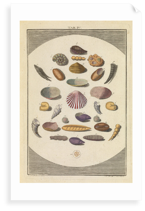 Shells in sand by Martin Frobene Ledermuller