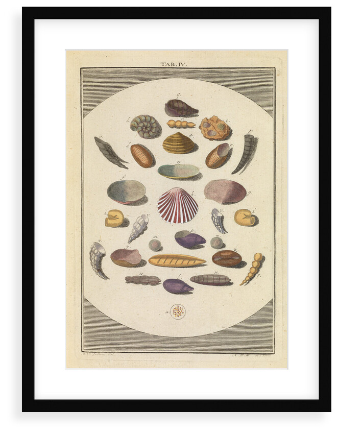 Shells in sand by Martin Frobene Ledermuller