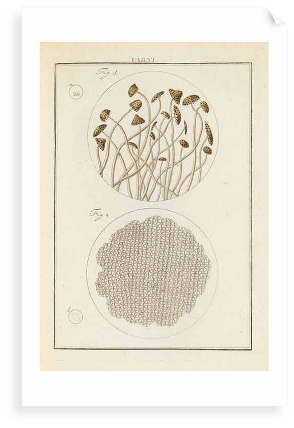 Nut mould and reed structures by Martin Frobene Ledermuller