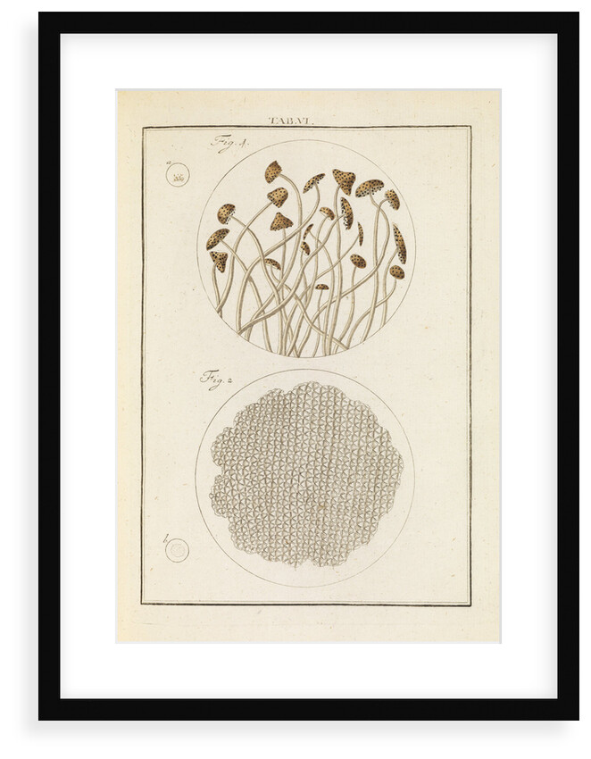 Nut mould and reed structures by Martin Frobene Ledermuller