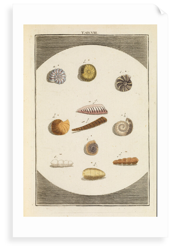 Shells and foraminfera by Martin Frobene Ledermuller