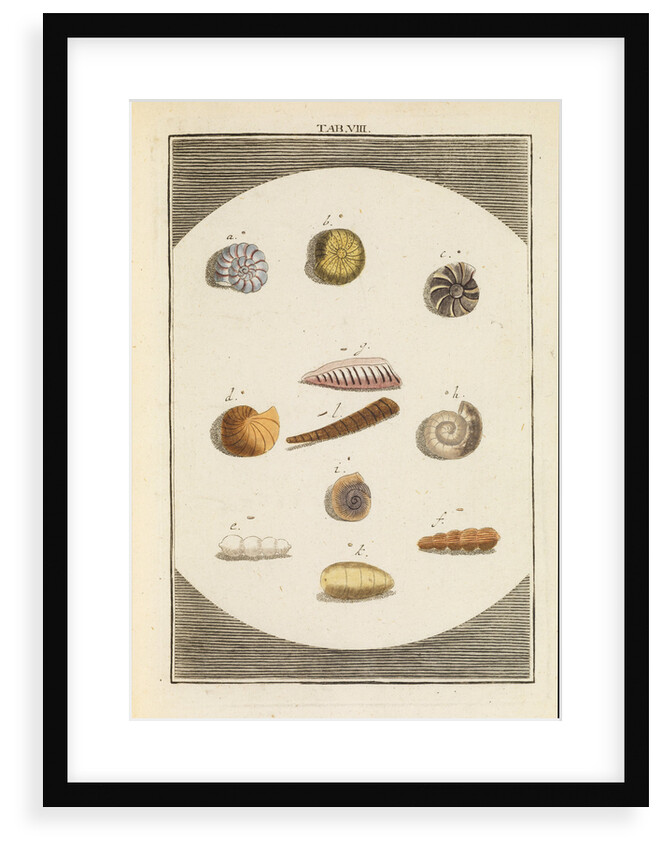 Shells and foraminfera by Martin Frobene Ledermuller